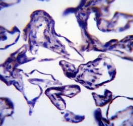 Leptin Antibody Placenta IHC. LEP antibody immunohistochemistry analysis in formalin fixed and paraffin embedded human placenta tissue.