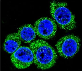 Leptin Antibody HeLa Cell IF. Confocal immunofluorescent analysis of LEP antibody with HeLa cells followed by Alexa Fluor 488-conjugated goat anti-rabbit lgG (green). DAPI was used as a nuclear counterstain (blue).