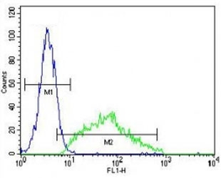 Leptin antibody flow cytometric analysis of HeLa cells (right histogram) compared to a negative control (left histogram). FITC-conjugated goat-anti-rabbit secondary Ab was used for the analysis.