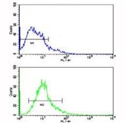Flow cytometric analysis of Y79 cells using Beclin antibody (bottom histogram) compared to a negative control (top histogram). FITC-conjugated goat-anti-rabbit secondary Ab was used for the analysis.