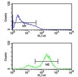 EIF4E antibody flow cytometric analysis of HL-60 cells (bottom histogram) compared to a negative control (top histogram). FITC-conjugated goat-anti-rabbit secondary Ab was used for the analysis.