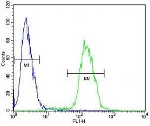 Anti-Myc antibody flow cytometric analysis of 293 cells (right histogram) compared to a negative control cell (left histogram). FITC-conjugated goat-anti-rabbit secondary Ab was used for the analysis.