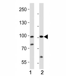 Western blot analysis of lysate from (1) human A2058 and (2) rat PC-12 cell line using PROX1 antibody at 1:1000. Predicted molecular weight is 83 kDa, observed at 80-110 kDa.