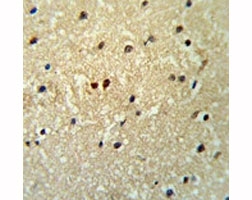 PROX1 antibody IHC analysis in formalin fixed and paraffin embedded human brain tissue.