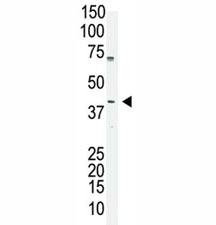 Oct4 antibody used in western blot to detect OCT4 in A375 cell lysate. Predicted molecular weight ~38/30kDa (isoform A/B), commonly observed at 38-45 kDa.