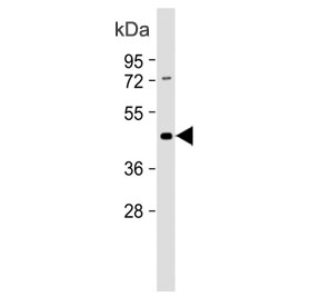 Myostatin Antibody Heart WB. Western blot analysis of human heart tissue lysate using Myostatin Antibody / Muscle Growth Regulator Antibody demonstrates a distinct immunoreactive band at approximately 43 kDa. The observed molecular weight is consistent with the predicted size of Myostatin (MSTN), also known as Growth Differentiation Factor 8 (GDF8), a member of the TGF-beta superfamily that functions as a key regulator of muscle growth, differentiation, and tissue homeostasis. Detection of the expected target in cardiac tissue is consistent with the established role of Myostatin in regulating muscle remodeling, metabolic signaling, and maintenance of striated muscle function. The observed immunoreactivity supports the use of this antibody for studies of cardiac biology, muscle growth regulation, tissue remodeling, and TGF-beta family signaling pathways.