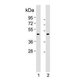 Myostatin Antibody WB. Western blot testing of human 1) HeLa and 2) K562 cell lysate with Myostatin antibody. Predicted molecular weight ~43 kDa.
