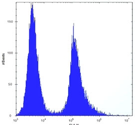 VIM Antibody for FACS. Flow cytometric analysis of human HeLa cells (right histogram) compared to a negative control cell (left histogram). FITC secondary Ab was used.