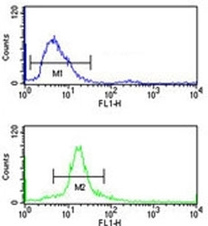 SSB antibody flow cytometry analysis of 293 cells (bottom histogram) compared to a negative control cell (top histogram). FITC-conjugated goat-anti-rabbit secondary Ab was used for the analysis.