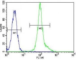 LCK Antibody HeLa Cell FACS. Flow cytometric analysis of human HeLa cells using LCK antibody demonstrates a distinct rightward shift of the LCK-positive population (green) relative to the negative control (blue), consistent with expression of LCK. LCK is a SRC family tyrosine kinase that functions as a critical initiator of T-cell receptor signaling and phosphorylation-dependent signal transduction pathways. As a key regulator of cellular signaling, LCK participates in kinase-mediated communication networks that influence cellular activation, downstream transcriptional responses, and adaptive immune signaling. The observed fluorescence shift supports the utility of this antibody for flow cytometric detection of LCK. FITC-conjugated goat anti-rabbit secondary antibody was used for signal detection.