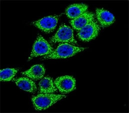 CD38 Antibody for IF human HeLa cells. Confocal immunofluorescence analysis of CD38 / plasma cell marker expression in human HeLa cells using a CD38 antibody. Green fluorescence from Alexa Fluor 488 highlights predominantly membranous and cytoplasmic staining with a punctate to diffuse distribution, outlining individual cells and indicating cell surface-associated localization. Nuclei are counterstained with DAPI (blue), providing clear contrast between nuclear and cytoplasmic compartments.