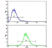 CD36 Antibody CEM Cells FACS. Flow cytometric analysis of human CEM cells was performed using a CD36 antibody followed by a FITC conjugated goat anti rabbit secondary antibody. CD36, also known as Fatty Acid Translocase, is a multifunctional scavenger receptor involved in long chain fatty acid uptake, lipid metabolism, and immune regulation. Top histogram: negative control. Bottom histogram: CD36 antibody. The rightward shift of the CD36 antibody signal relative to the negative control demonstrates specific detection of endogenous CD36 expression in CEM cells. These results support the utility of CD36 Antibody for studies of fatty acid transport, scavenger receptor biology, inflammation, and metabolic disease.
