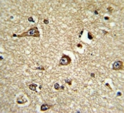 Phosphoglycerate Dehydrogenase Antibody Human Brain IHC. Immunohistochemistry staining of FFPE human brain tissue with Phosphoglycerate Dehydrogenase Antibody. The tissue section was incubated with PHGDH antibody and developed using chromogenic detection. Phosphoglycerate Dehydrogenase Antibody / PGDH Antibody demonstrates cytoplasmic staining consistent with PHGDH expression and supports studies of serine biosynthesis, amino acid metabolism, metabolic enzyme regulation and neurological metabolic pathways.