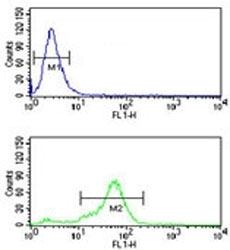 H4 Antibody Methyl-Lys20 Specific flow cytometric analysis of NCI-H460 cells (bottom histogram) compared to a <a href=../search_result.php?search_txt=n1001>negative control</a> (top histogram). FITC-conjugated goat-anti-rabbit secondary Ab was used for the analysis.