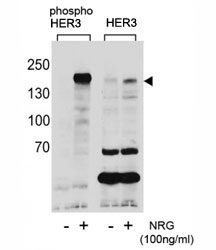 Phospho-HER3 (pY1289) Antibody NRG-Stimulated WB. Western blot analysis of human T47D cell lysates treated with or without neuregulin (NRG, 100 ng/ml) using Phospho-HER3 (pY1289) Antibody detects a band at approximately 150â180 kDa in stimulated samples, consistent with the predicted molecular weight of phosphorylated HER3 / ERBB3, while untreated samples show reduced signal; parallel detection with a nonphospho HER3 antibody confirms total receptor expression across conditions, supporting ligand-induced activation at Tyr1289.