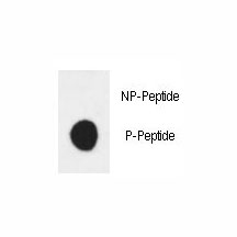 Phospho-HER3 (pY1289) Antibody Dot Blot Specificity. Dot blot analysis of Phospho-HER3 (pY1289) Antibody demonstrates strong signal for the phosphorylated peptide and no detectable binding to the corresponding non-phosphorylated peptide, confirming phospho-specific recognition of HER3 / ERBB3 at Tyr1289. Approximately 50 ng of phospho-peptide or non-phospho peptide was applied per spot.