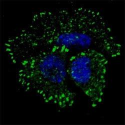 Phospho-ErbB2 (pY1127) Antibody MCF-7 IF. Immunofluorescence analysis of MCF-7 cells using Phospho-ErbB2 (pY1127) Antibody (green) demonstrates prominent punctate cytoplasmic staining with peripheral membranous enrichment, consistent with phosphorylated ErbB2 / HER2 localization during active signaling, while nuclei are counterstained blue.