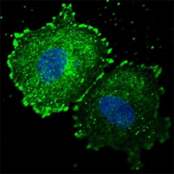 Phospho-ErbB2 (pY1005) Antibody MCF-7 IF. Immunofluorescence analysis of MCF-7 cells using Phospho-ErbB2 (pY1005) Antibody (green) demonstrates prominent membranous staining outlining the cell periphery with additional diffuse and punctate cytoplasmic signal, consistent with phosphorylated ErbB2 / HER2 localization during early signaling, while nuclei are counterstained blue.