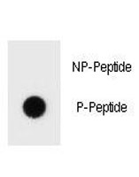 Dot blot analysis of phospho-Bcl-2 antibody. 50ng of phos-peptide or nonphos-peptide per dot were spotted.