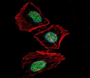 XRCC6 Antibody HeLa Cell IF. Fluorescent confocal image of HeLa cells stained with XRCC6 antibody. Alexa Fluor 488 secondary (green) was used. XRCC6 immunoreactivity is localized to the nucleus strongly and cytoplasm weakly.