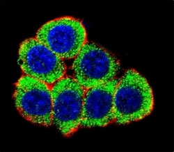 Confocal immunofluorescent analysis of XRCC6 antibody with 293 cells followed by Alexa Fluor 488-conjugated goat anti-rabbit lgG (green). Actin filaments have been labeled with Alexa Fluor 555 Phalloidin (red). DAPI was used to stain the nuclei (blue).