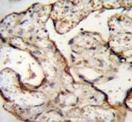 Anti-EGFR antibody immunohistochemistry analysis in formalin fixed and paraffin embedded human placenta tissue.