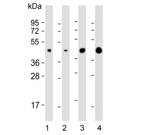 Western blot testing of 1) human heart, 2) human PANC-1, 3) mouse heart and 4) rat heart lysate with WNT5A antibody. Predicted molecular weight ~41 kDa, commonly observed at 41-45 kDa.
