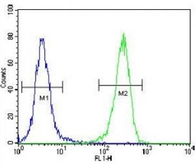 AQP11 antibody flow cytometric analysis of 293 cells (green) compared to a negative control (blue). FITC-conjugated goat-anti-rabbit secondary Ab was used for the analysis.