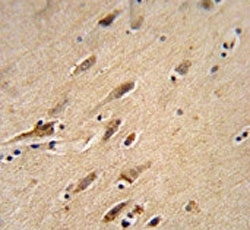ARF1 antibody immunohistochemistry analysis in formalin fixed and paraffin embedded human brain tissue.