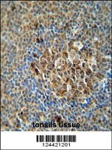 ACSF3 antibody immunohistochemistry analysis in formalin fixed and paraffin embedded human tonsils tissue.
