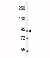 Leptin Receptor antibody western blot analysis in K562 lysate.