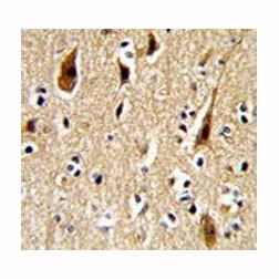 IHC analysis of FFPE human brain with APP antibody