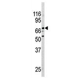 Western blot testing of mouse brain lysate with NURR1 antibody.