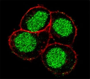 FLI1 Antibody HeLa IF. Confocal immunofluorescent analysis of FLI1 antibody with HeLa cells followed by Alexa Fluor 488-conjugated goat anti-rabbit lgG (green). Actin filaments have been labeled with Alexa Fluor 555 Phalloidin (red).
