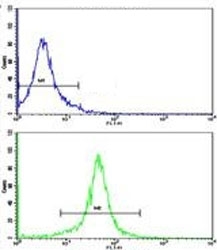 Flow cytometric analysis of K562 cells using g-Actin antibody (green) compared to a negative control (blue). FITC-conjugated goat-anti-rabbit secondary Ab was used for the analysis.