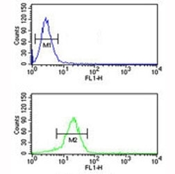YAP antibody flow cytometric analysis of NCI-H460 cells (bottom histogram) compared to a negative control (top histogram). FITC-conjugated goat-anti-rabbit secondary Ab was used for the analysis.