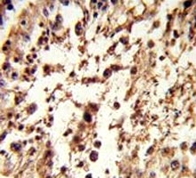 IHC analysis of FFPE human testis tissue stained with TBP antibody