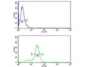 Keratin-14 antibody flow cytometry analysis of MDA-MB231 cells (bottom histogram) compared to a negative control (top histogram). FITC-conjugated goat-anti-rabbit secondary Ab was used for the analysis.