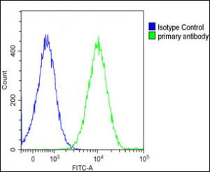 Interleukin-1 Alpha Antibody Detects IL1A in Ramos B Cells FACS. Flow cytometry analysis of fixed and permeabilized human Ramos B cells using Interleukin-1 Alpha Antibody at 1:25 demonstrates a strong rightward fluorescence shift in the antibody-stained population (green) relative to the rabbit IgG1 isotype control (blue). Cells were fixed with 2% paraformaldehyde, permeabilized with 90% methanol for 10 min, blocked with 2% BSA, and incubated with primary antibody for 60 min at 37oC. DyLight 488-conjugated goat anti-rabbit IgG at 1:200 was used for detection. The clear separation of the populations demonstrates intracellular IL1A detection by this IL1A Antibody.