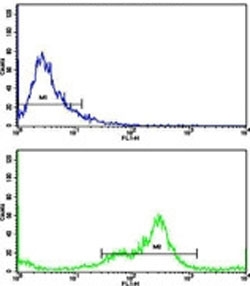 Flow cytometric analysis of MDA-231 cells using VCP antibody (green) compared to a negative control (blue). FITC-conjugated goat-anti-rabbit secondary Ab was used for the analysis.