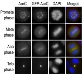 Immunofluorescence staining of HeLa cells expressing GFP-Aurora-C is performed at different cellular mitotic stages with A) Aurora-C antibody, B) GFP fluorescence, C) DAPI nuclear staining, and D) anti-Aurora-C merged to DAPI staining.