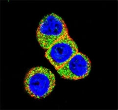 Confocal immunofluorescent analysis of AKT2 antibody with HeLa cells followed by Alexa Fluor 488-conjugated goat anti-rabbit lgG (green). Actin filaments have been labeled with Alexa Fluor 555 Phalloidin (red). DAPI was used as a nuclear counterstain (blue).