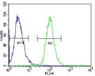 AKT2 antibody flow cytometric analysis of HeLa cells (right histogram) compared to a negative control (left histogram). FITC-conjugated goat-anti-rabbit secondary Ab was used for the analysis.