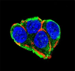 Confocal immunofluorescent analysis of AKT2 antibody with 293 cells followed by Alexa Fluor 488-conjugated goat anti-rabbit lgG (green), Actin filaments (red) and DAPI nuclear counterstain (blue).