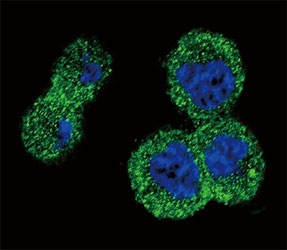 AKT Antibody CM. Confocal immunofluorescent analysis of anti-AKT antibody with MDA-MB435 cells followed by Alexa Fluor 488-conjugated goat anti-rabbit lgG (green). DAPI was used as a nuclear counterstain (blue).