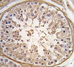 IHC analysis of FFPE human testis tissue stained with PGK2 antibody