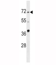 SPHK2 antibody western blot analysis in Ramos lysate. Predicted molecular weight ~69 kDa.