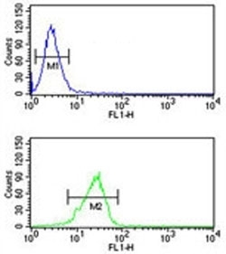 PITX1 Antibody NCI-H460 Cell FACS. Flow cytometry testing of human NCI-H460 lung cancer cells with PITX1 Antibody. Cells were incubated with PITX1 antibody, followed by FITC-conjugated goat anti-rabbit IgG secondary antibody detection. Blue: negative control; Green: PITX1 antibody. PITX1 Antibody / Developmental Transcription Factor Antibody demonstrates increased fluorescence intensity consistent with PITX1 expression and supports studies of pituitary homeobox 1, transcription factor regulation, developmental biology and cancer-associated gene expression pathways.