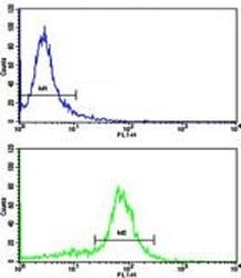 Flow cytometric analysis of WiDr cells using Cytokeratin-18 antibody (bottom histogram) compared to a negative control (top histogram). FITC-conjugated goat-anti-rabbit secondary Ab was used for the analysis.
