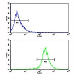 Flow cytometric analysis of WiDr cells using AXL antibody (bottom histogram) compared to a negative control (top histogram). FITC-conjugated goat-anti-rabbit secondary Ab was used for the analysis.